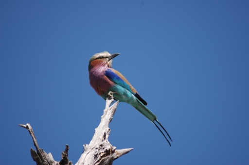 LIlac roller 